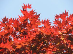 紅葉