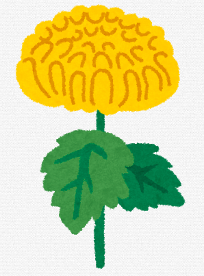 菊の花